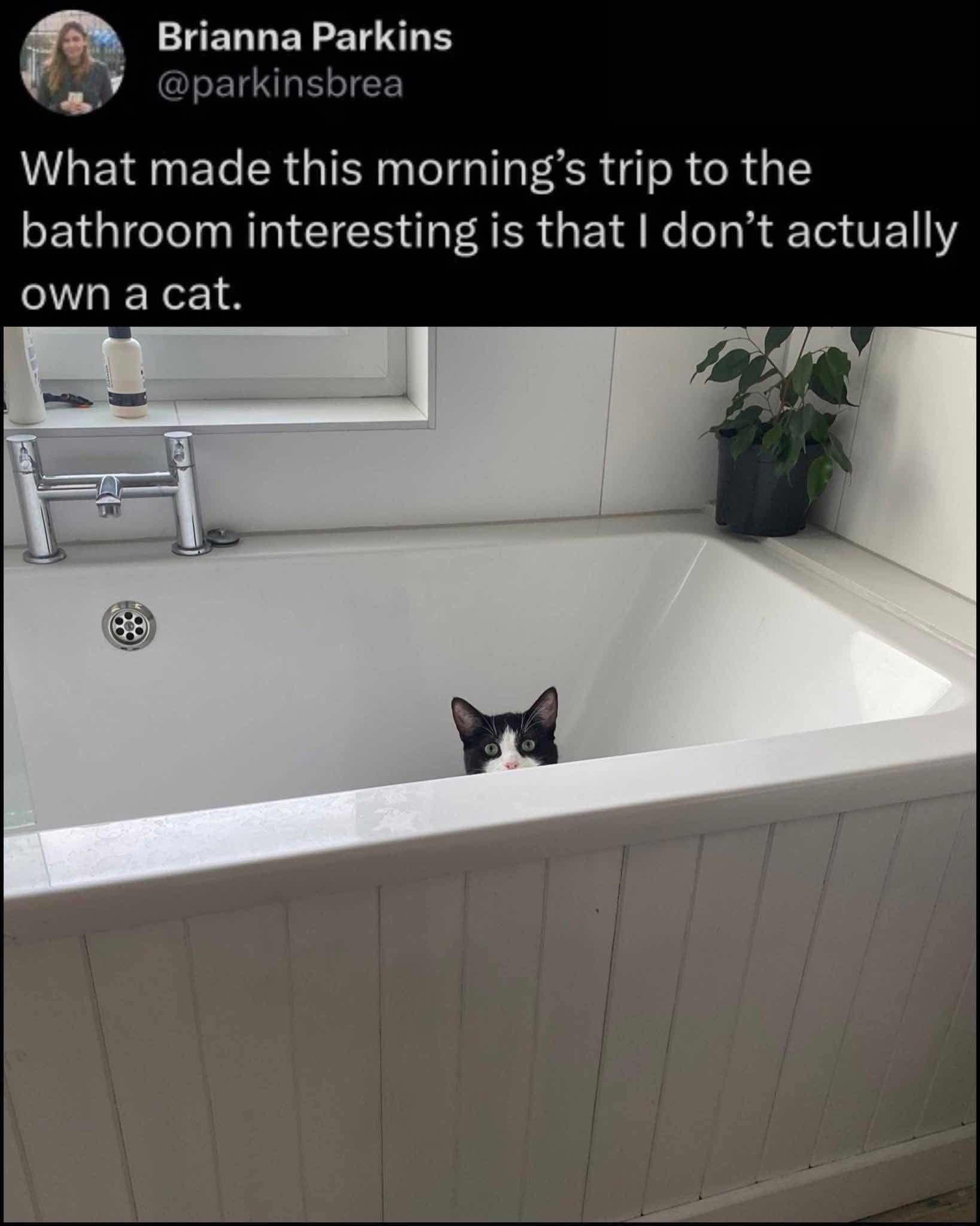 Tweet over photo of a black-and-white cat peeking from a bathtub; poster admits they don’t own a cat.