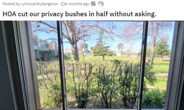 A condo HOA nightmare where the HOA cut down a resident's privacy bushes without asking.