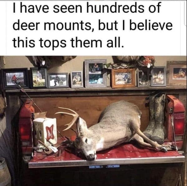 Deer taxidermy mounted inside a vintage truck tailgate bed.