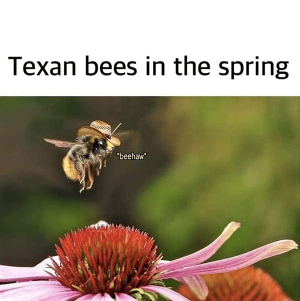A bee in a tiny cowboy hat hovering above a flower, captioned “beehaw.”
