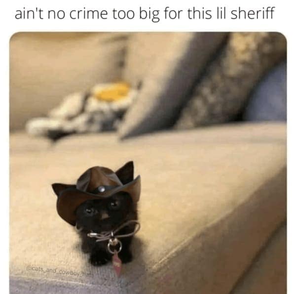 Small black kitten in a cowboy hat posed like a sheriff on a couch.