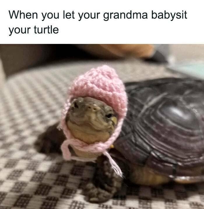 Pet turtle wearing a tiny pink crochet bonnet, a grandma-made touch that screams cozy craft hacks.