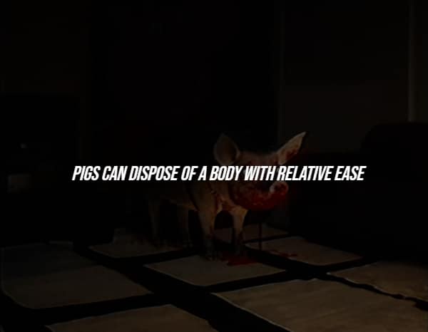 Pig eating in dim room with fact about body disposal