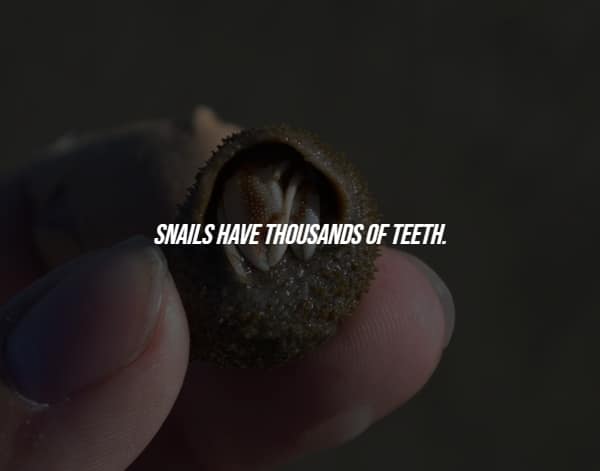 Close-up of snail showing mouth and thousands of teeth