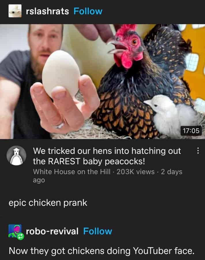 YouTube thumbnail of a hen next to an egg with comments joking about “epic chicken prank” and YouTuber face.