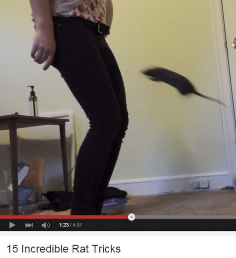 Blurry mid-air rat captured in a paused YouTube video titled “15 Incredible Rat Tricks.”