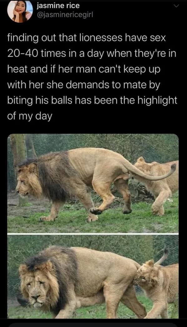 Tweet about lion behavior paired with two zoo photos, turning wild facts into darkly funny dirty memes.