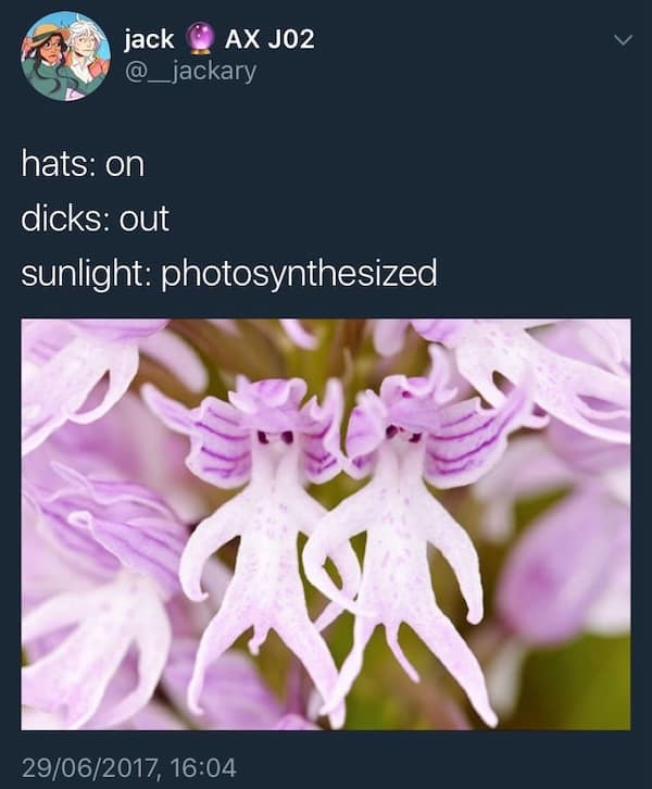 Tweet about orchids shaped like tiny people with a cheeky caption—nature sight gag, dirty meme energy.