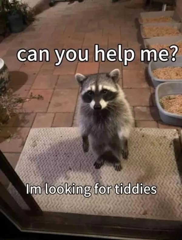 A hopeful raccoon stands at a doorstep with a bold, cheeky caption—adorably unhinged dirty memes energy.