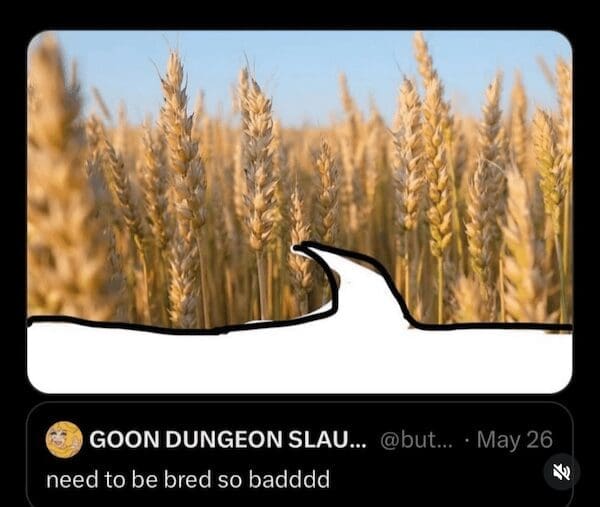 Wheat field with a drawn curvy silhouette and caption about being “bred”—provocative crop joke.