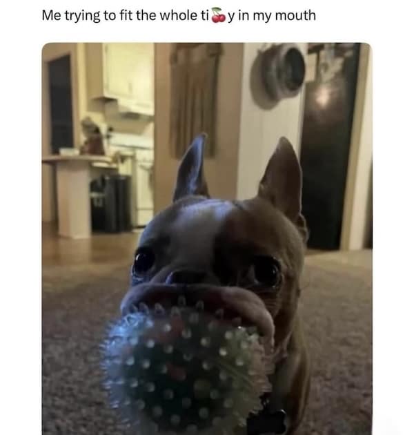 Wide-eyed dog with spiky ball stuffed in mouth—caption about “fitting the whole thing.”