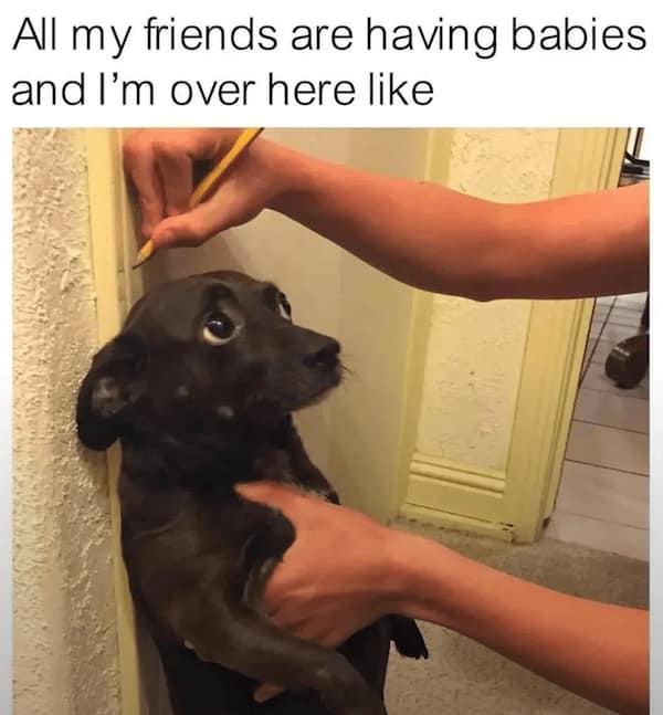 Small black dog being measured against a wall with a pencil, staring up with big worried eyes.