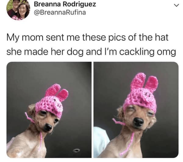Tiny dog in a pink crocheted bunny-eared hat, two photos showing unimpressed expressions.