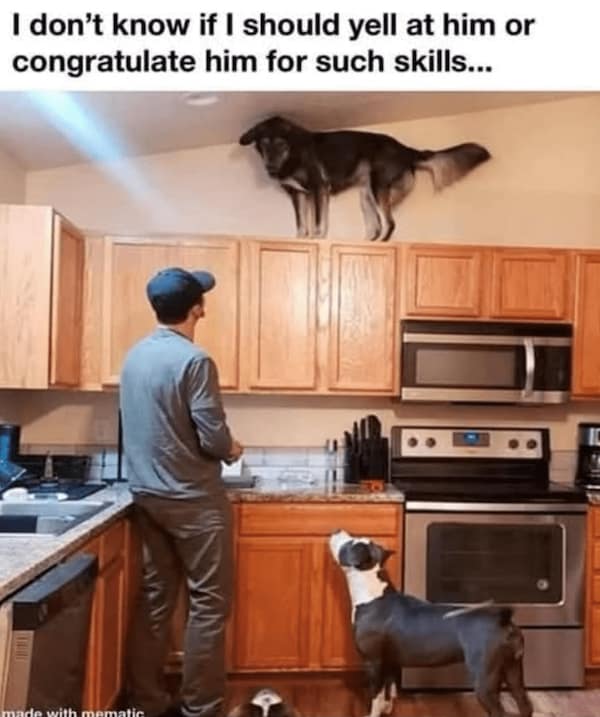 Large dog perched on top of kitchen cabinets while owner and another dog look up from below.