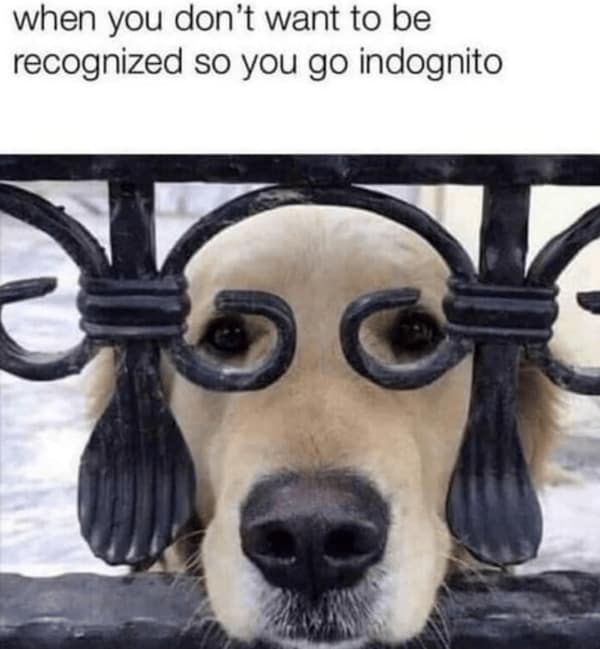 Golden retriever peeks through wrought-iron fence, circles around eyes look like big goggles.