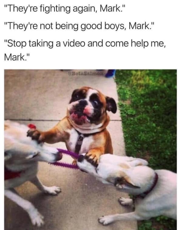 Bulldog in the middle as two dogs tug a leash, panicked face during a sidewalk scuffle.