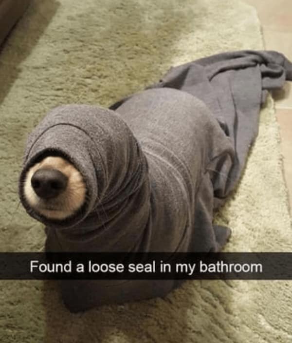 Dog wrapped in a gray sweatshirt like a seal, lying on a bathroom rug.