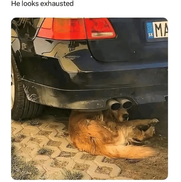 Golden retriever napping under a car with exhaust pipes positioned like sunglasses.