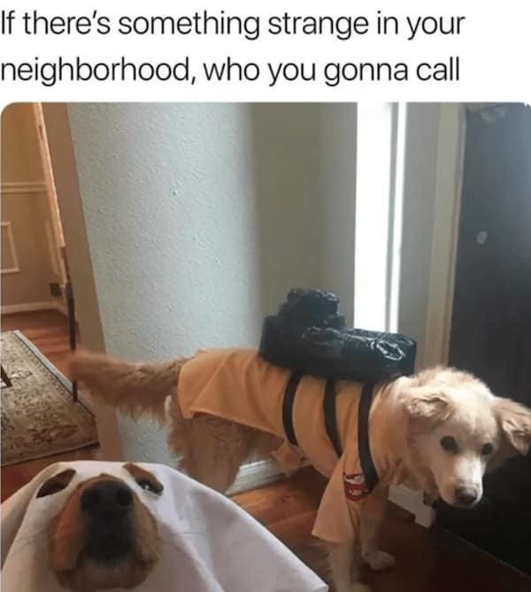 Dog in Ghostbusters costume beside another dog under a sheet playing the ghost.