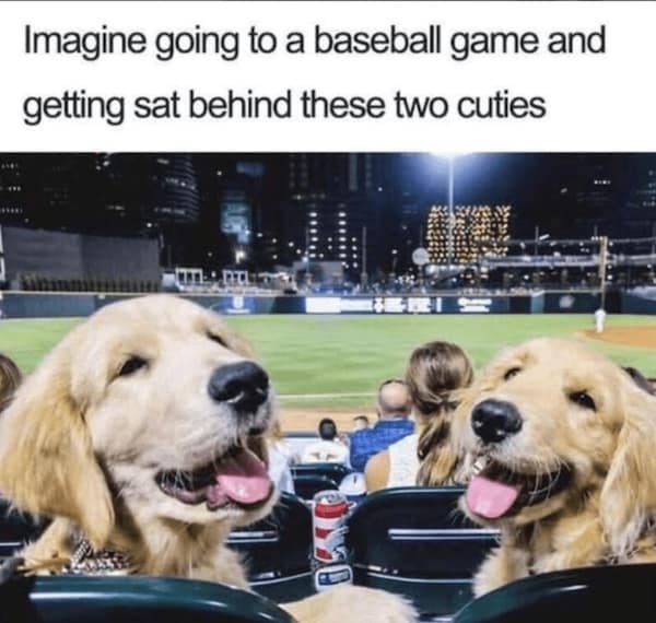 Two golden retrievers smiling in stadium seats at a nighttime baseball game.