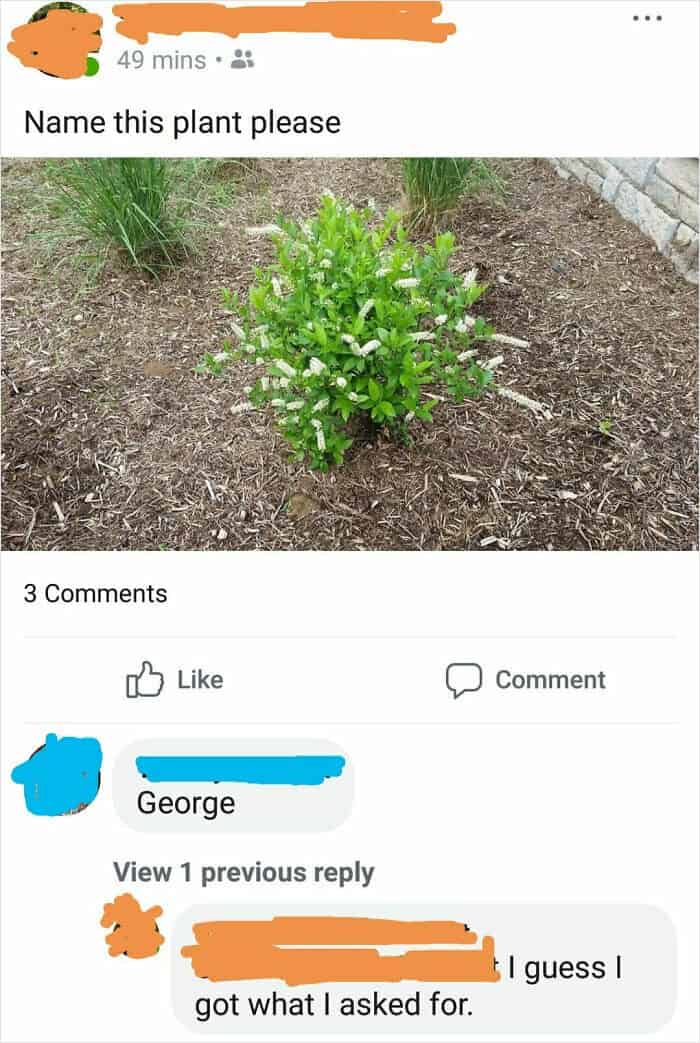 Facebook joke about naming a plant