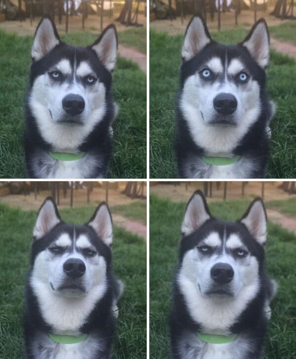 Four-photo collage of a husky making different unimpressed and confused faces.
