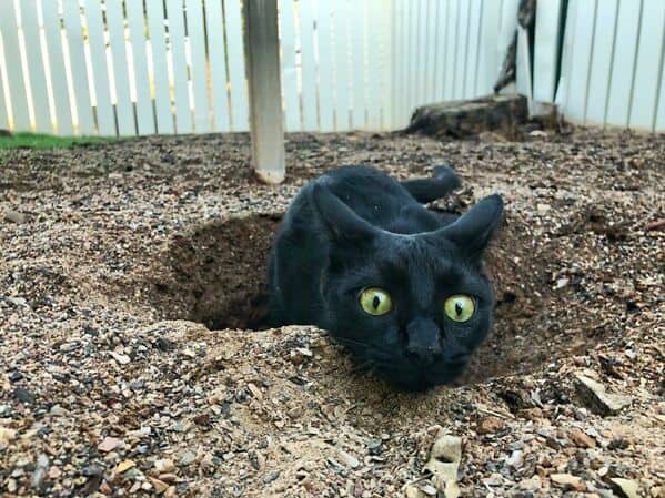 Wide-eyed black cat lying in a dirt hole, staring intensely at the camera.