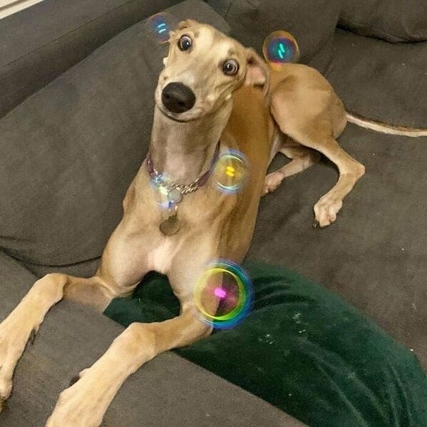 Goofy greyhound on a couch tilting its head as soap bubbles float around.