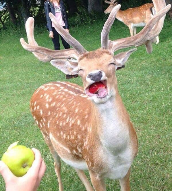 33 Funny Animal Faces Too Cute To Handle 33 Funny Animal Faces Too Cute To Handle