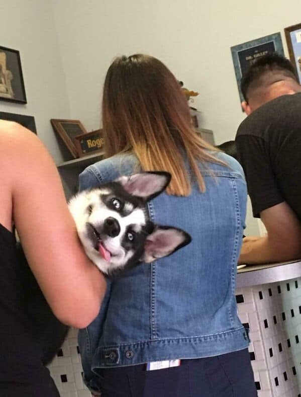 Happy mini husky peeking over owner’s shoulder with tongue out at a counter.