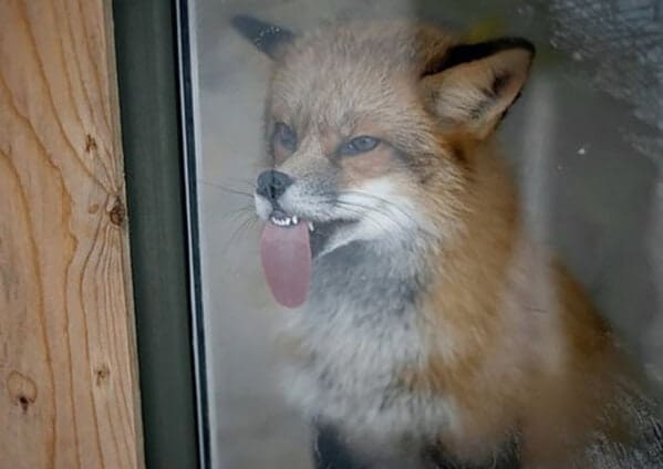 Fox pressing its tongue against a window, smushed face and tiny teeth showing.