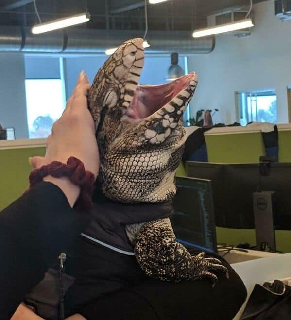 Big lizard (tegu/monitor) in an office, mouth wide open while getting pats.