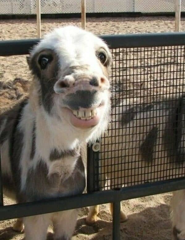 Donkey at a pen grinning broadly, teeth on full display by the fence.