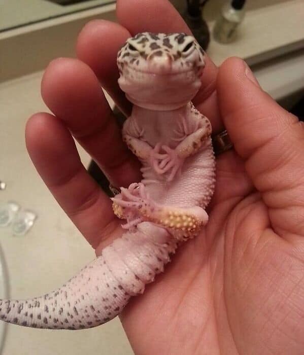Leopard gecko cradled in a hand, tiny arms folded like a relaxed little person.