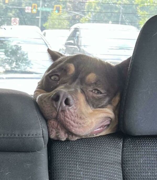 Squishy-faced dog wedged between car seat headrests, eyes half-closed.