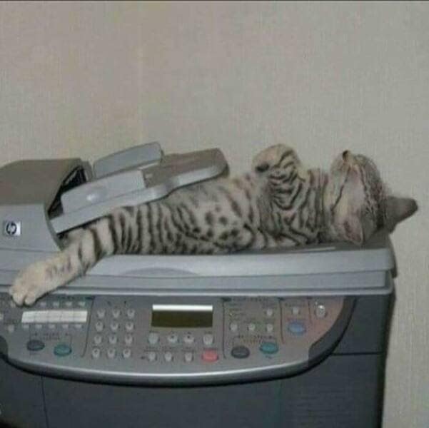 Spotted tabby kitten lounging belly-up on a flatbed printer like it’s a tiny bed.
