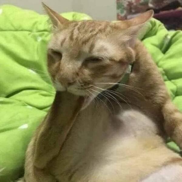 Ginger cat mid-groom with mouth wide and skin stretched, looking hilariously distorted on a green blanket.