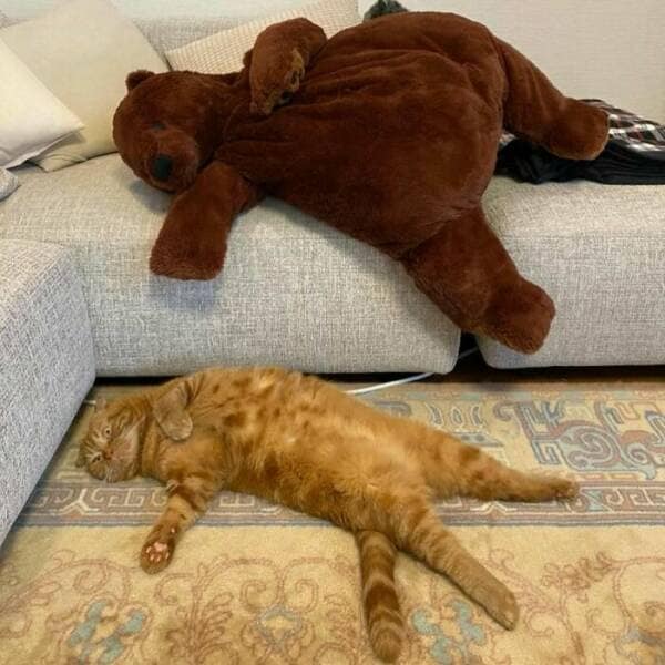 Big brown plush bear sprawled on a couch above a chunky orange tabby lying the same way on the floor.