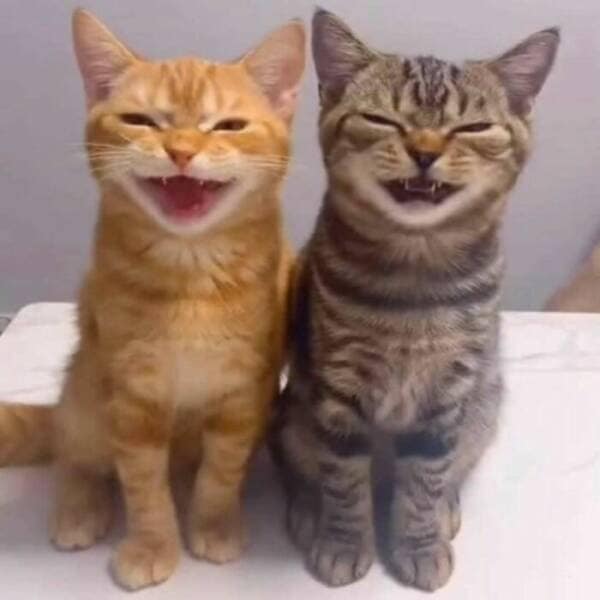 Two cats—one ginger, one tabby—sit side by side with squinty, smiling faces.
