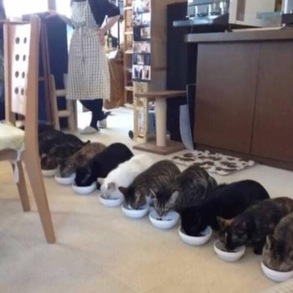 A neat line of cats eating from white bowls in a cozy room while a person in an apron stands nearby.