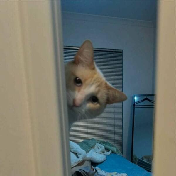 Cream-and-white cat peeking around a bedroom door into a slightly messy room.