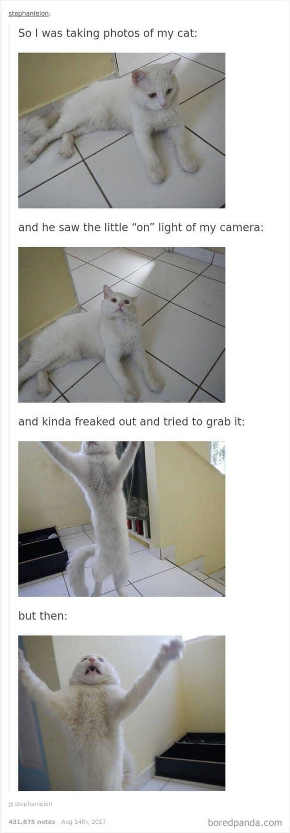 A white cat reacts to the camera’s light with progressively more exaggerated expressions, straight from the playbook of funny cat tumblr posts.
