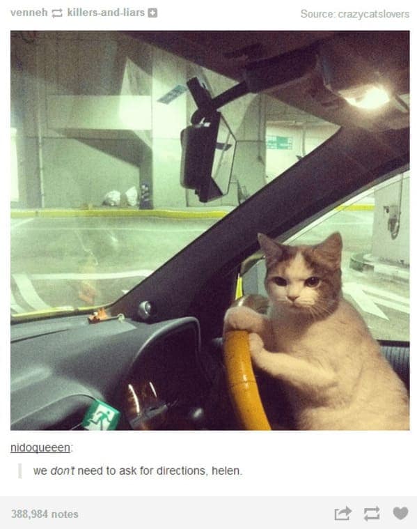 A cat clutches a steering wheel in a parking garage, glaring like it’s the star of a funny cat tumblr post.