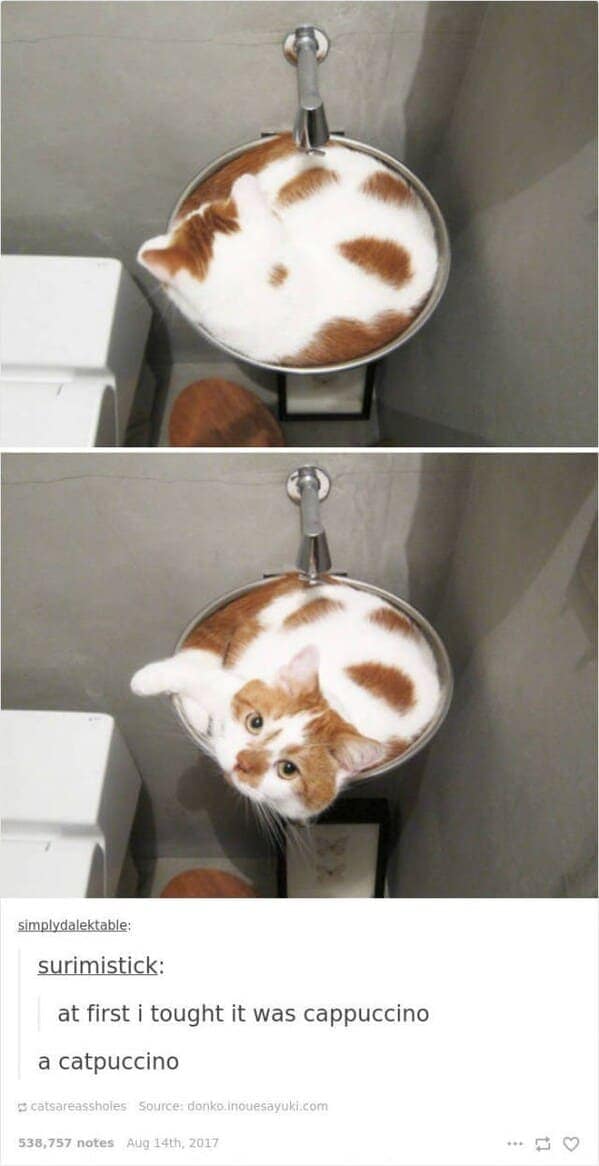 A curled-up cat in a bathroom sink looks exactly like a cappuccino, a deliciously unexpected entry in funny cat tumblr posts.