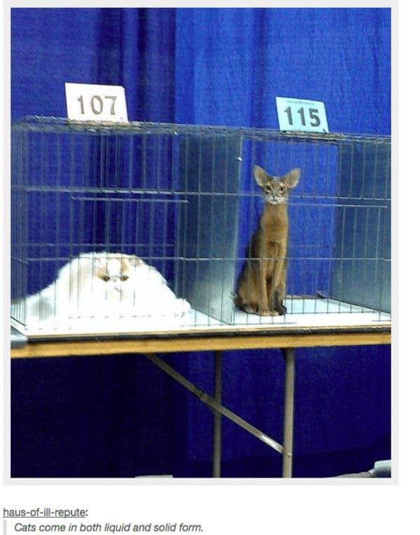 Two cats in separate cages — one melted into a puddle, one upright and rigid — proving cats do belong in funny cat tumblr posts.