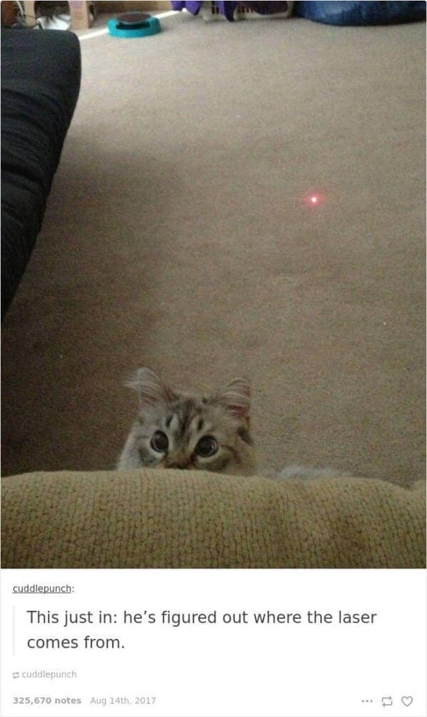 A cat hides behind a couch, staring at a red laser dot on the carpet, in a suspenseful frame worthy of funny cat tumblr posts.