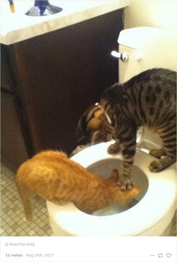 One cat has its head inside a toilet bowl while another gently holds it there, a darkly hilarious twist in funny cat tumblr posts.