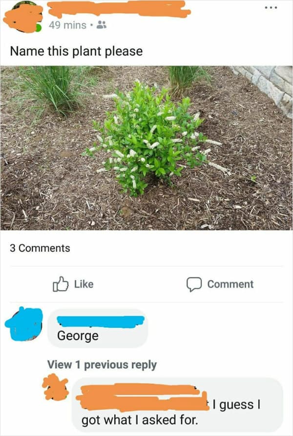 A Facebook user asks to name a plant; someone comments “George.”