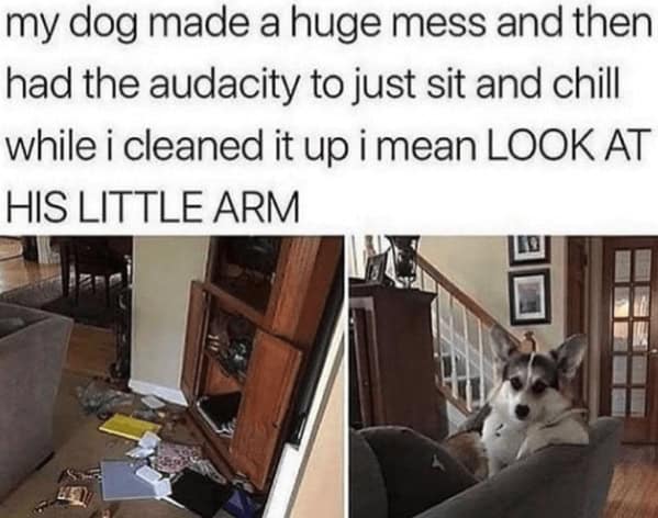 Corgi sits calmly after making a huge mess in funny dog memes style