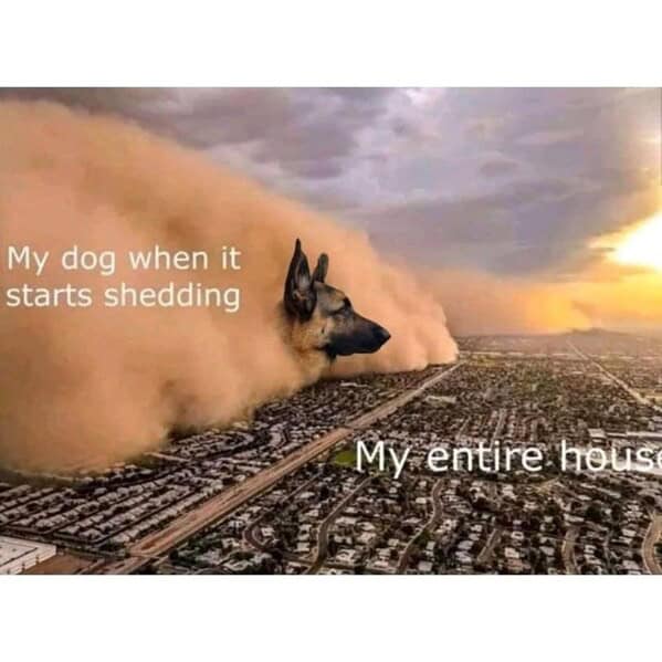 German shepherd shedding compared to giant dust storm in funny dog memes image